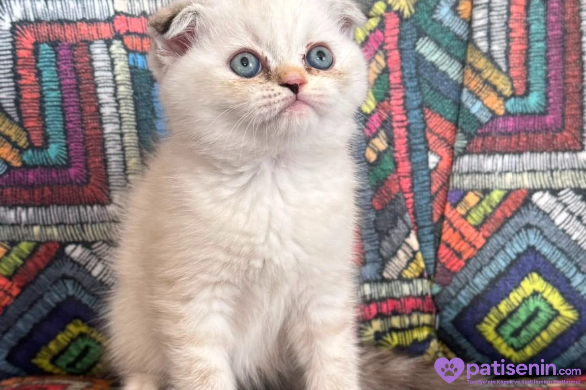 Bal surat ponçikler teslime hazır 2