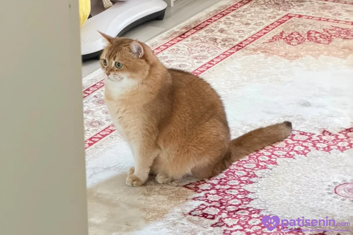 Yeni sahibini arıyor Ücretsiz 2