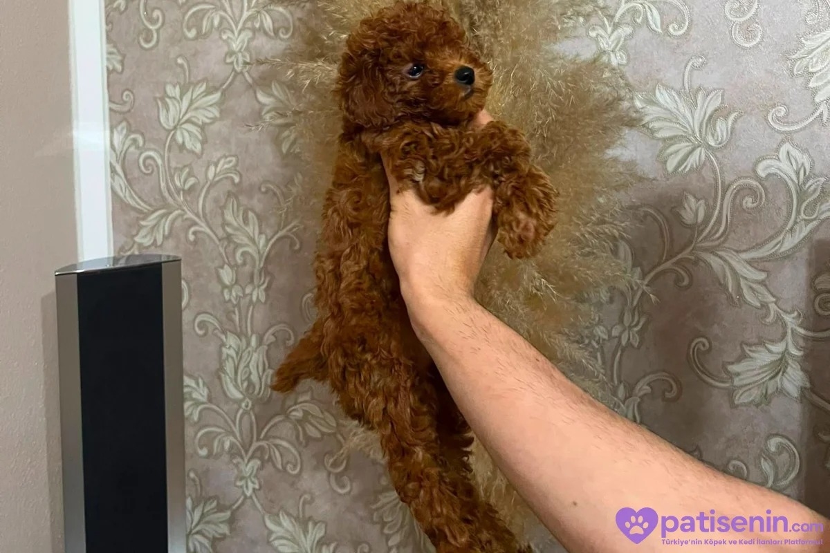 TOY POODLE 3 AYLIK 2 ERKEK BEBEK -Uygun Fiyat 2