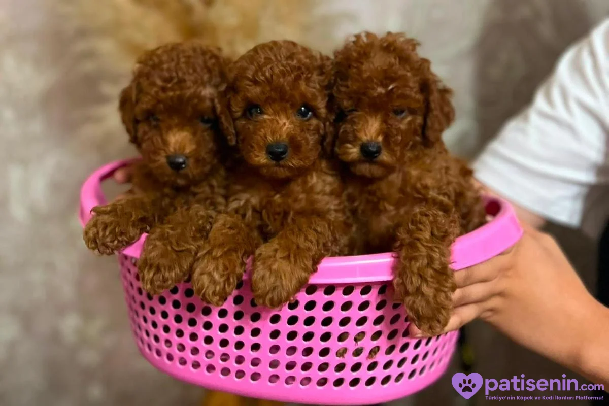 TOY POODLE 3 AYLIK 2 ERKEK BEBEK -Uygun Fiyat 1