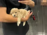 2 aylık toy Poody yavrumu sahiplendiriyorum
