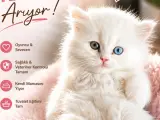 Özel Irk, Çift Renk Gözlü British Longhair Bebek