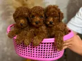 TOY POODLE 3 AYLIK 2 ERKEK BEBEK -Uygun Fiyat