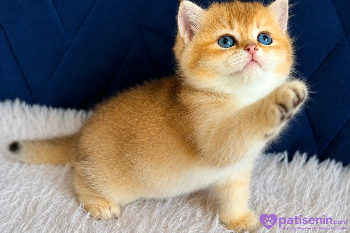 British Shorthair ve Longhair Golden Bebekler 5
