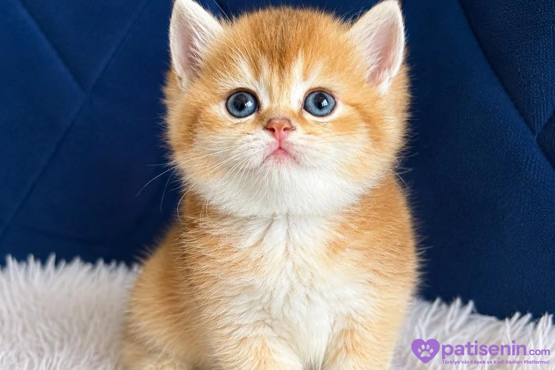 British Shorthair ve Longhair Golden Bebekler 3