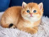 British Shorthair ve Longhair Golden Bebekler