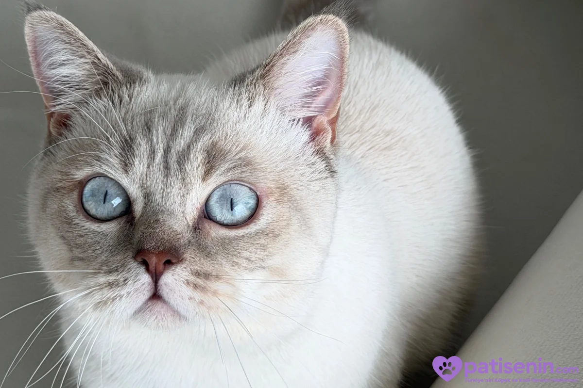 British yavru kedi 5