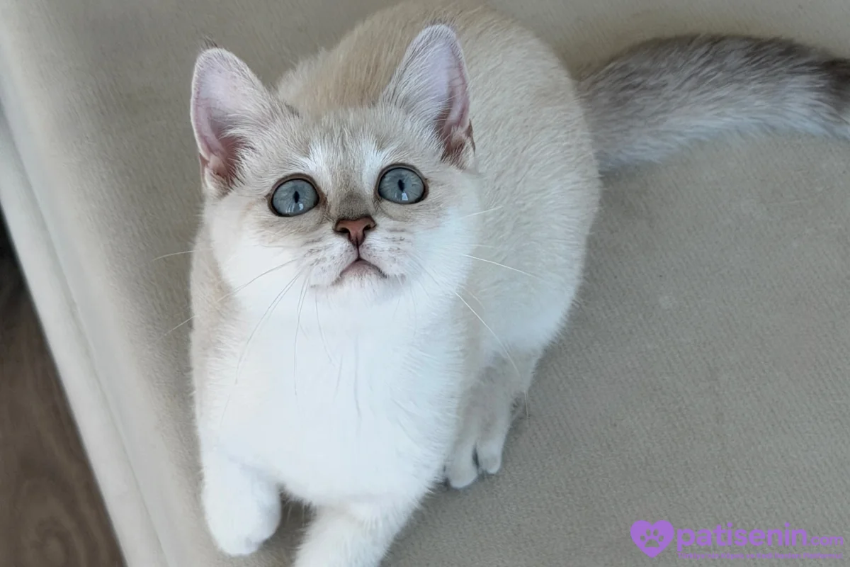 British yavru kedi 1