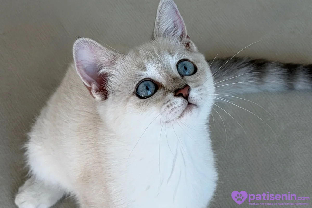 British yavru kedi 2