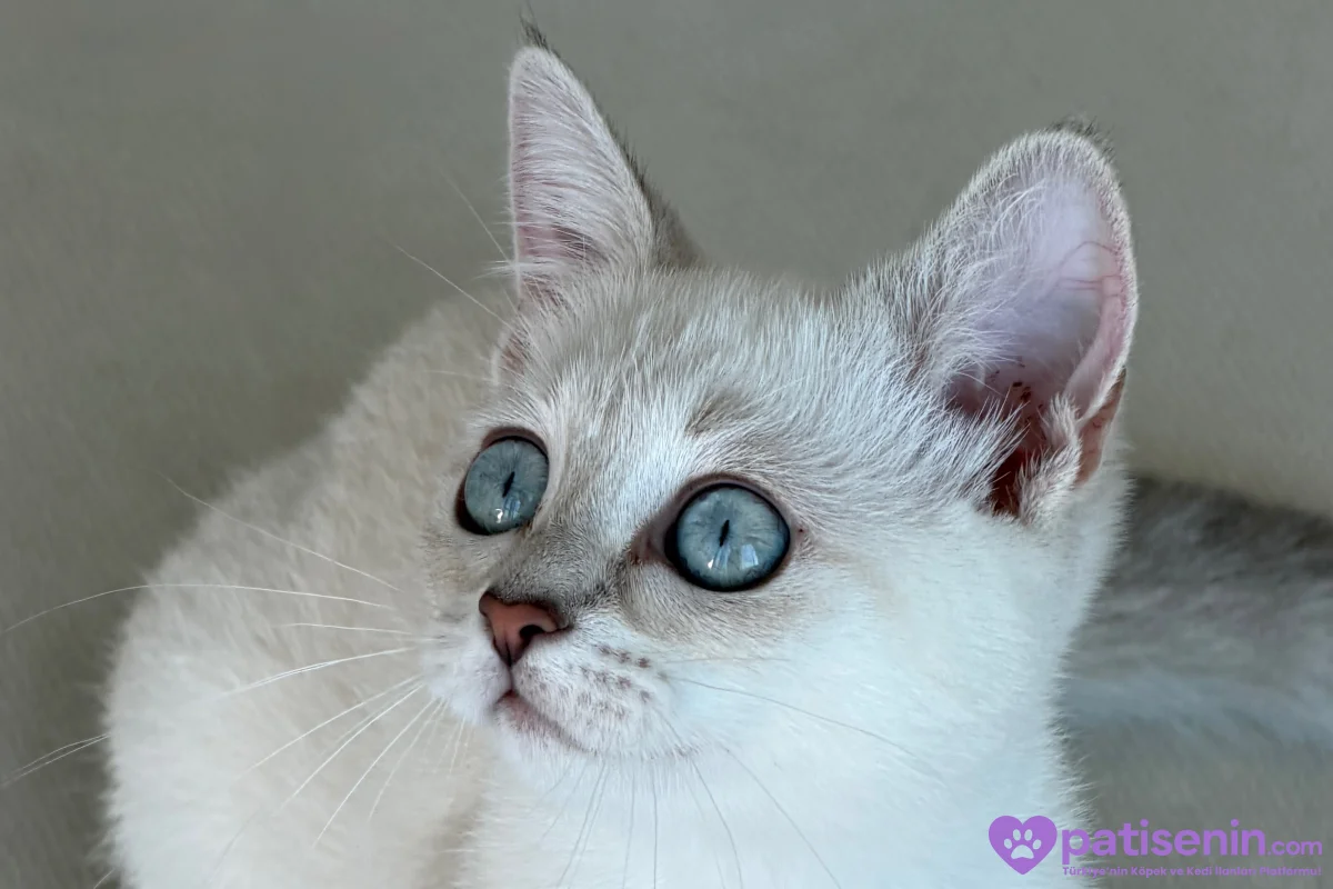 British yavru kedi 3