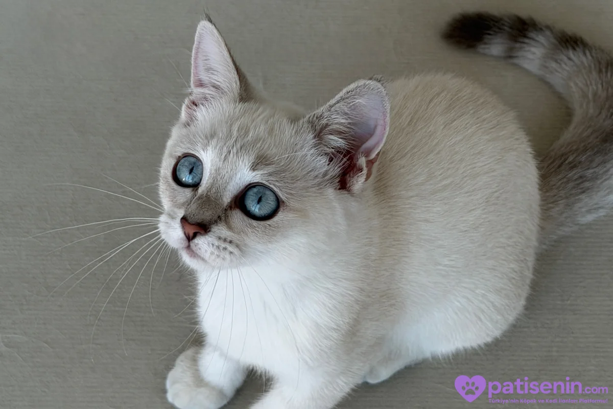British yavru kedi 4