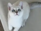 British yavru kedi