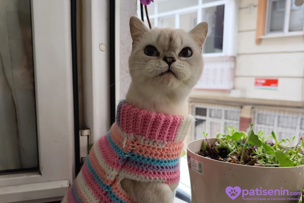 🐾Ücretsiz Cins Kedi Sahiplendirme 🐾 4
