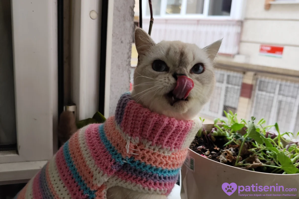 🐾Ücretsiz Cins Kedi Sahiplendirme 🐾 5