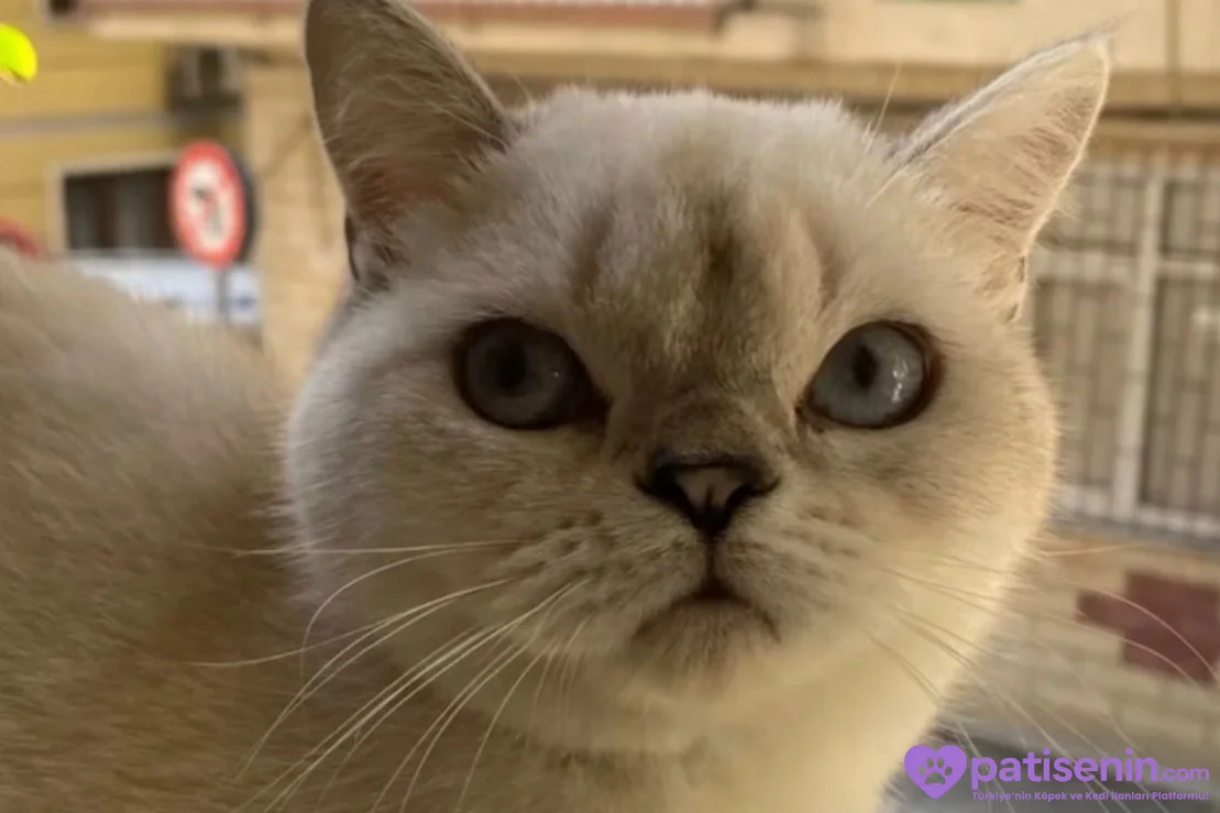 🐾Ücretsiz Cins Kedi Sahiplendirme 🐾 1