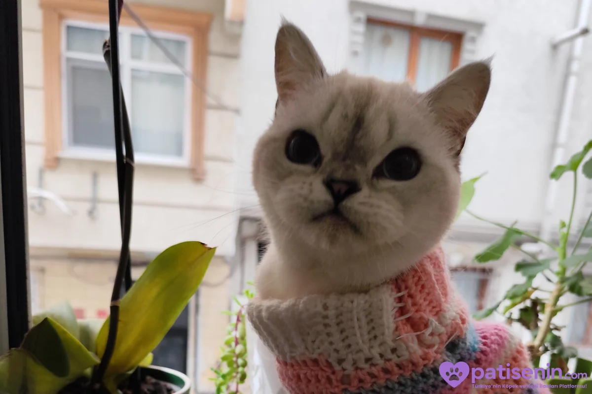 🐾Ücretsiz Cins Kedi Sahiplendirme 🐾 6