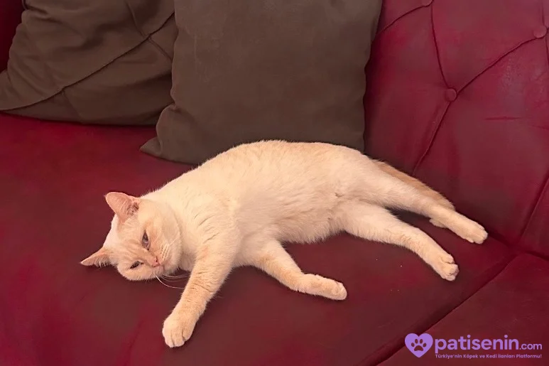 British Shorthair Lucky ömürlük yuva arıyor 4