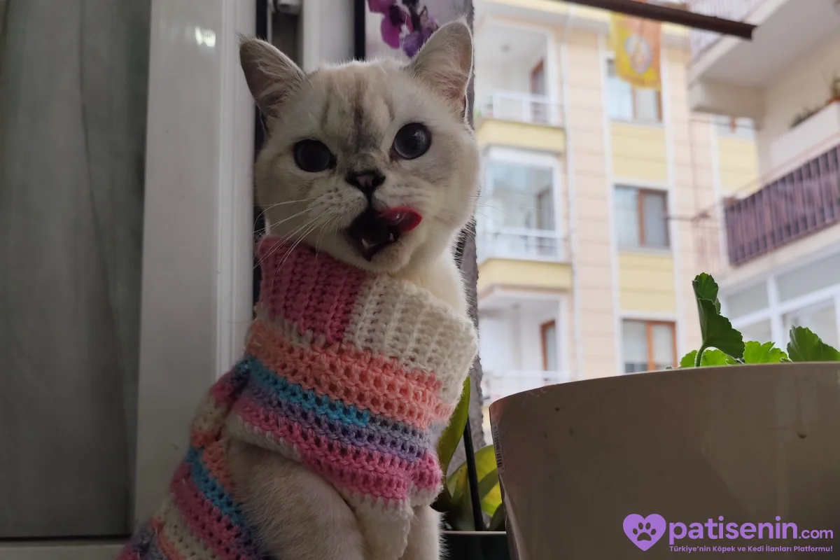 🐾Ücretsiz Cins Kedi Sahiplendirme 🐾 3