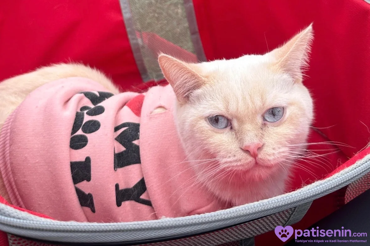 British Shorthair Lucky ömürlük yuva arıyor 3
