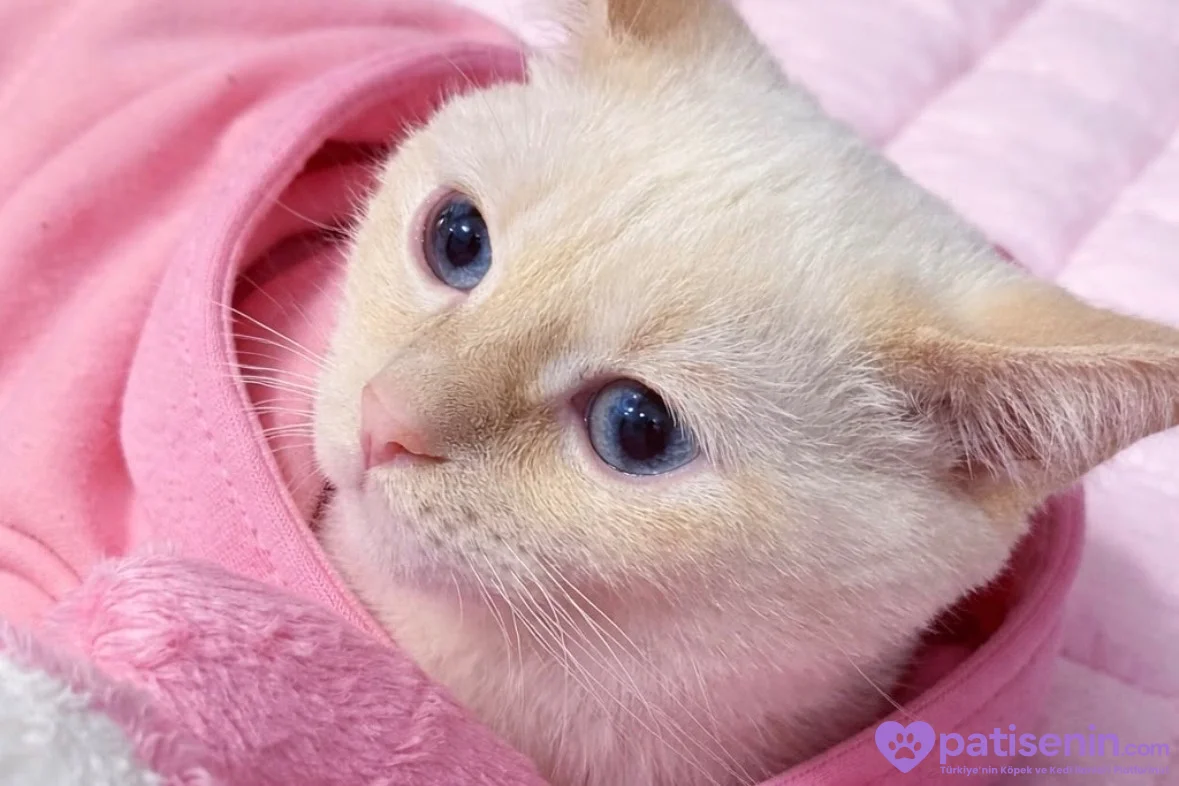 British Shorthair Lucky ömürlük yuva arıyor 1