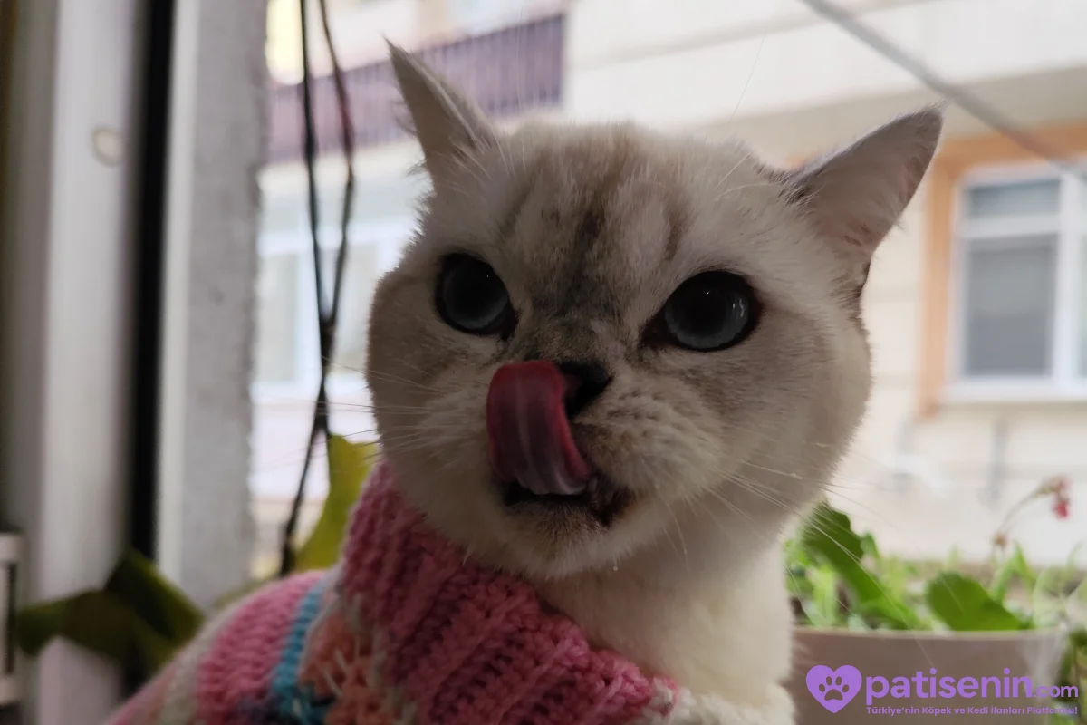 🐾Ücretsiz Cins Kedi Sahiplendirme 🐾 2