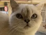 🐾Ücretsiz Cins Kedi Sahiplendirme 🐾