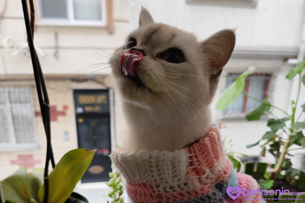 🐾Ücretsiz Cins Kedi Sahiplendirme 🐾 7