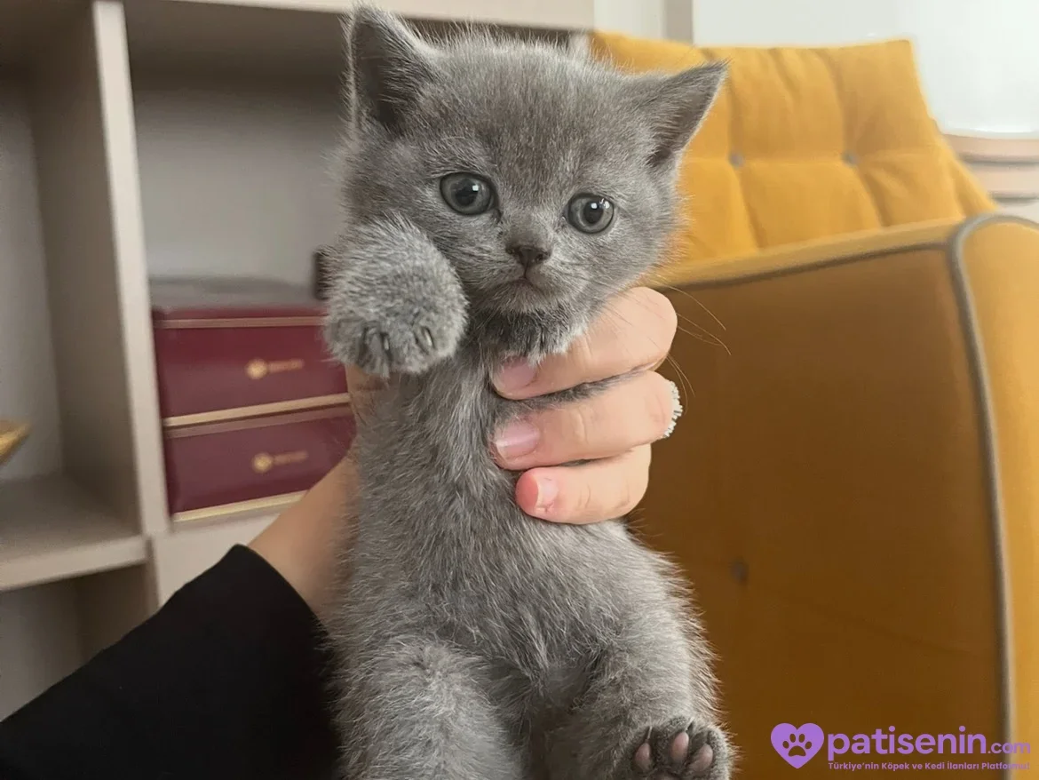 Elde tutulan gri British Shorthair yavrusu kameraya sakin bakışlarla poz veriyor.