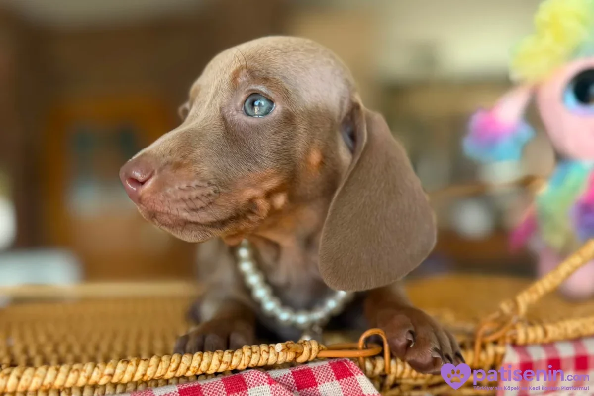 Sepet içinde yana bakan açık kahverengi Dakhund, uzun kulaklarıyla net görünüyor.
