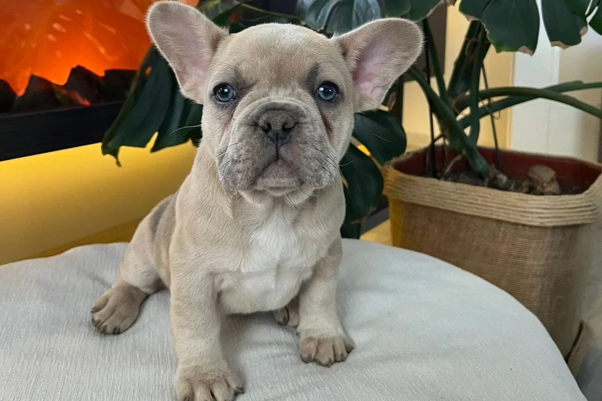 Açık krem renkli French Bulldog, kulakları dik şekilde minder üzerinde kameraya bakıyor.