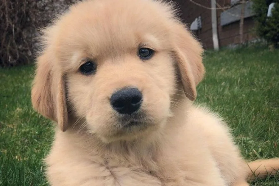 Çimende yakın planda bakan açık renk tüylü Golden Retriever yavrusu.