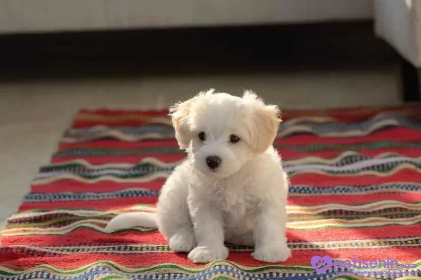 Renkli kilim üzerinde oturan beyaz Maltese Terrier yavrusu kameraya bakıyor.