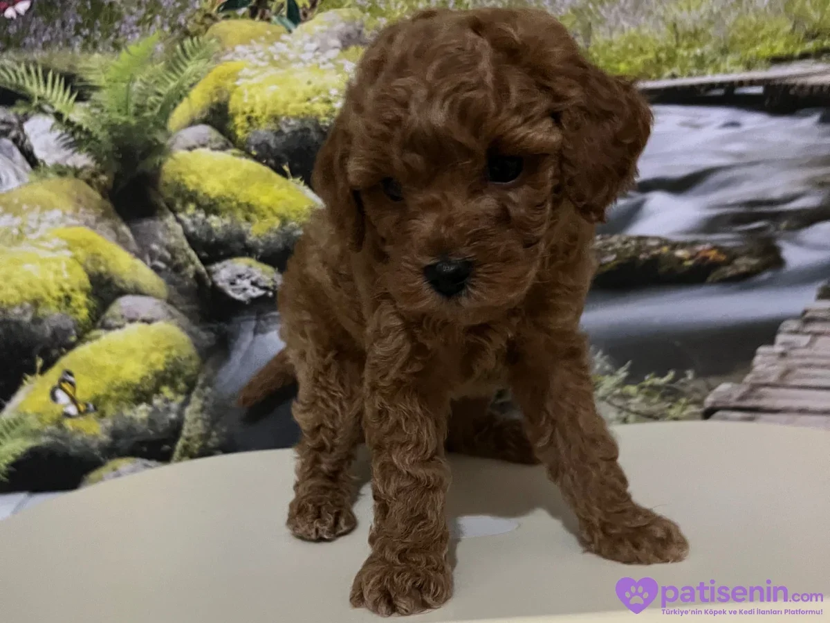 Kıvırcık tüylü kahverengi Toy Poodle yavrusu açık renk zeminde kameraya bakıyor.