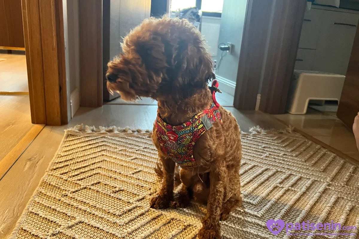 Renkli tasmalı kahverengi Toy Poodle ev içinde halı üzerinde otururken yandan görünüyor.