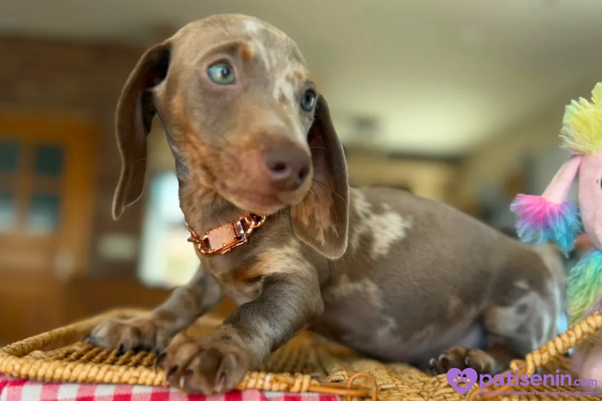 Benekli bir Dachshund sepetin üstünde uzanmış, uzun kulaklarıyla yana bakıyor.