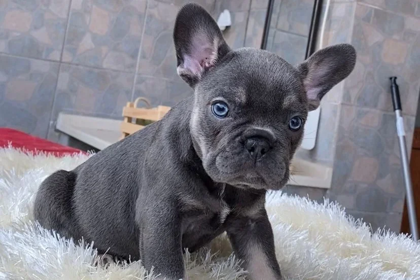 Açık renk halı üzerinde oturan gri French Bulldog yavrusu kameraya dikkatle bakıyor.