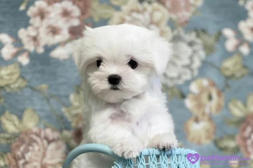 Çiçek desenli fon önünde sepete patilerini koymuş beyaz Maltese Terrier yavrusu.