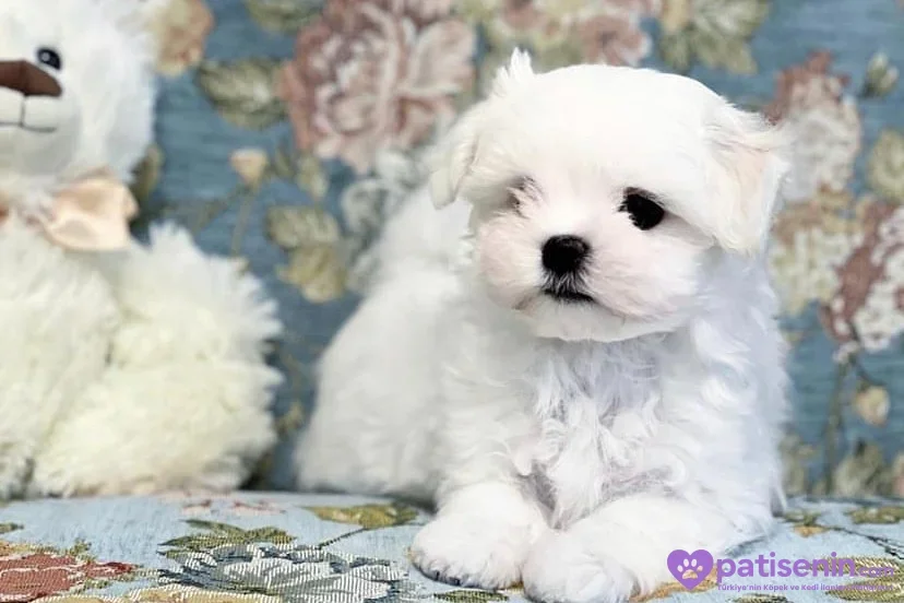 Mavi desenli koltukta oturan beyaz Maltese Terrier yavrusu kameraya sakin bakıyor.