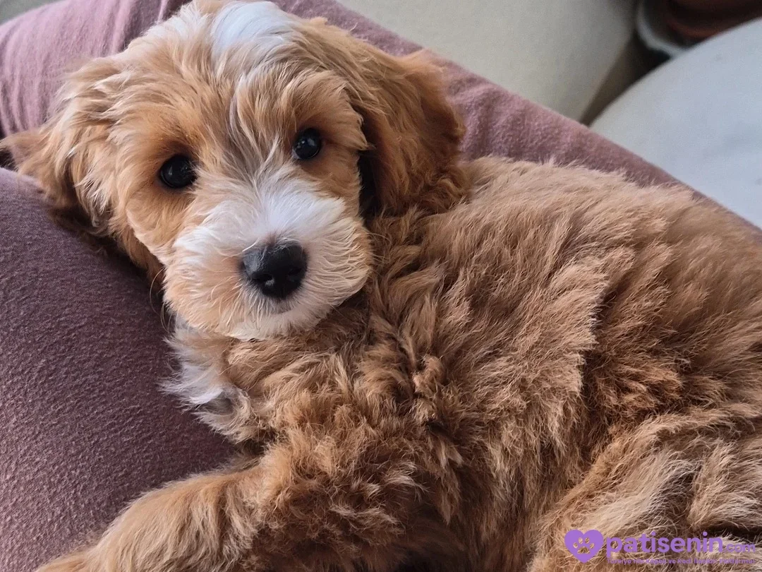 Kıvırcık açık kahverengi tüylü Maltipoo, koltuk üzerinde kameraya bakarak uzanıyor.