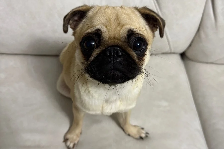 İri gözlü bir Pug açık renk koltukta oturmuş, öne bakıyor.