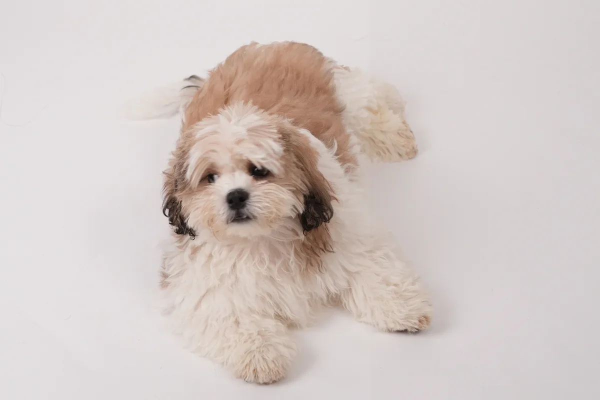 Açık renk tüylü bir Shih Tzu beyaz zeminde uzanıyor.