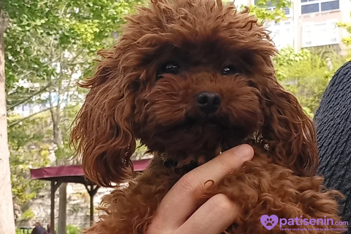 Kıvırcık tüylü, kızıl kahverengi bir Toy Poodle kucakta duruyor.