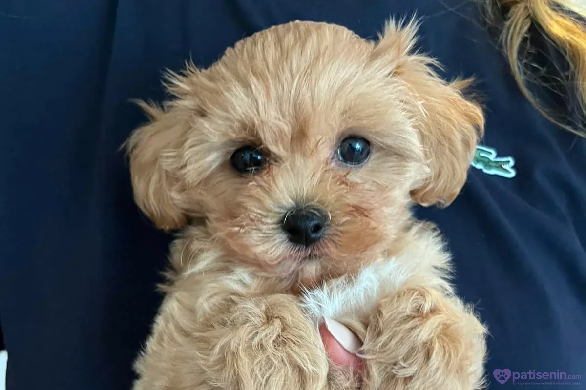 Kayısı renkli, kabarık tüylü bir poodle kırması Maltipoo yavrusu kucakta oturup kameraya bakıyor.