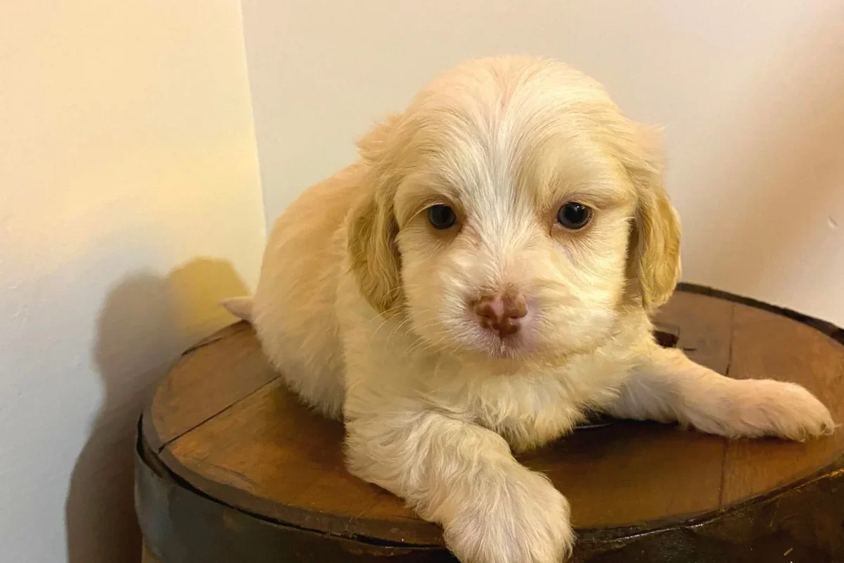 Krem renkli, dalgalı tüylü bir Maltipoo yavrusu ahşap bir taburenin üzerinde uzanmış, öne bakıyor.