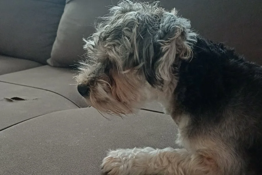 Siyah ve gri tüylü bir Yorkipoo kanepede uzanmış, yana bakıyor.