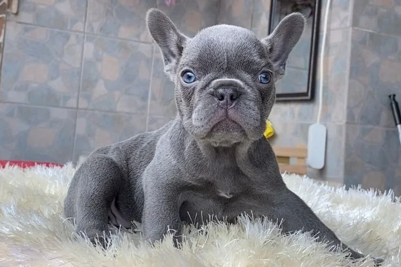 Mavi gri tüylü bir French Bulldog yavrusu beyaz bir postun üzerinde uzanıyor.