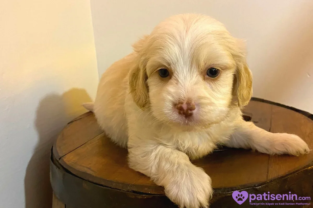 Krem renkli, dalgalı tüylü bir Maltipoo yavrusu ahşap bir kütüğün üzerinde uzanıyor.