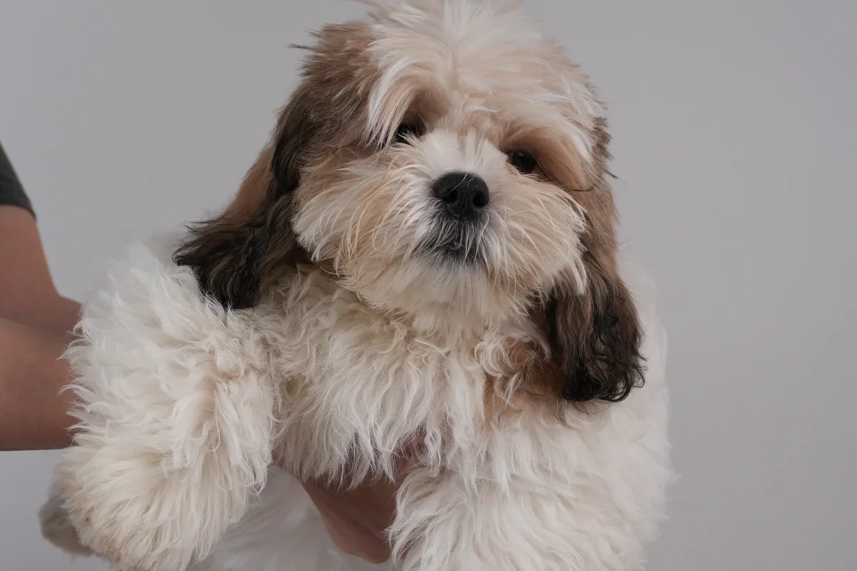 Kahverengi ve beyaz uzun tüylü bir Shih Tzu açık gri bir fonun önünde öne bakıyor.