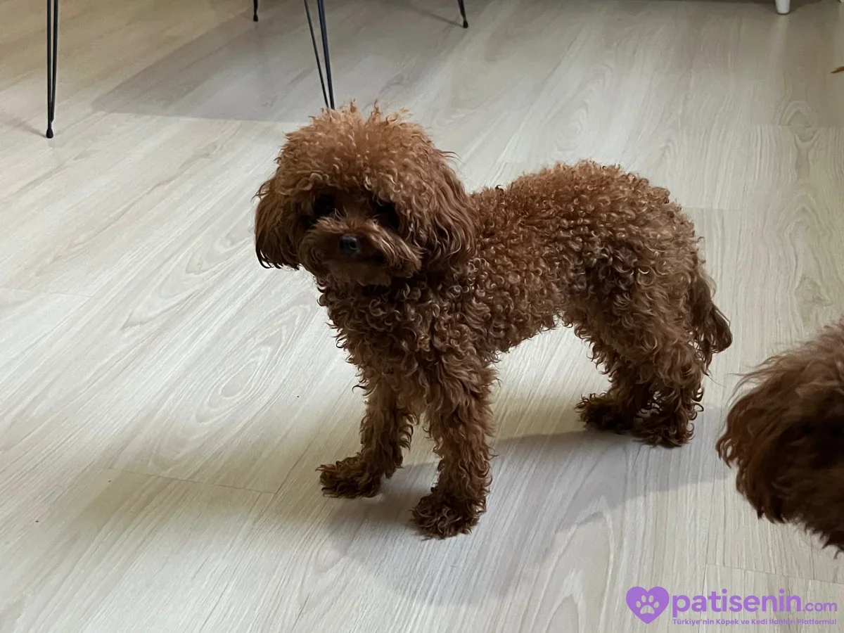 Kızıl kahverengi, kıvırcık tüylü bir Toy Poodle ahşap zeminde ayakta duruyor.