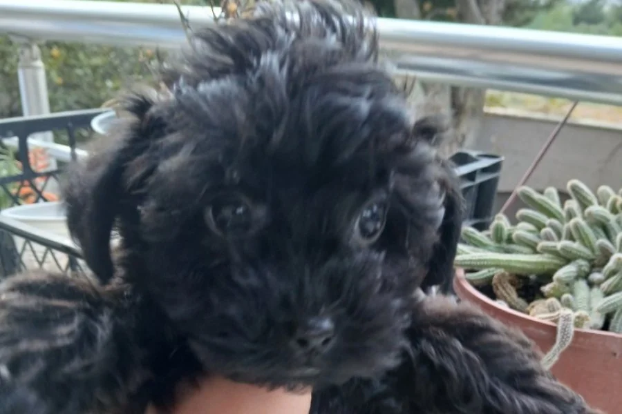 Siyah, kıvırcık tüylü bir Yorkipoo yavrusu balkonda kucakta duruyor.